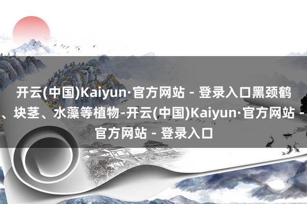 开云(中国)Kaiyun·官方网站 - 登录入口黑颈鹤喜食根茎、块茎、水藻等植物-开云(中国)Kaiyun·官方网站 - 登录入口